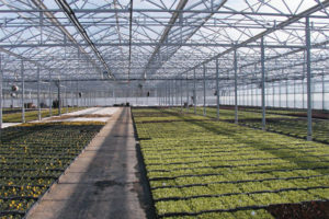 F-Clean Greenhouse Film (AGC Chemicals Americas)
