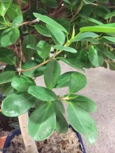 Ficus microcarpa ‘Moclame’ (Farm Life Tropical Foliage, Inc.)