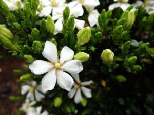 Gardenia jasminoides ‘First Editions Sweet Star’ (Bailey Nurseries)