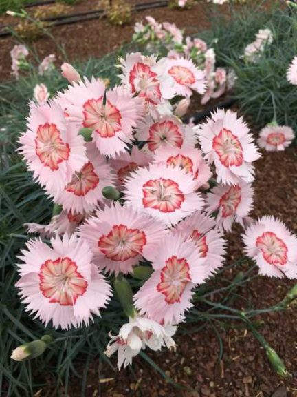 Dianthus 'American Pie Georgia Peach Pie' (PlantHaven)