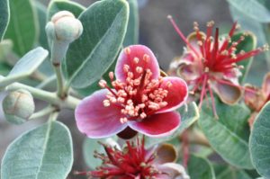 Feijoa sellowiana ‘Bambina’ (Sunset Western Garden Collection)