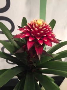Guzmania ‘Francesca’ (DeRoose Plants, Inc.)