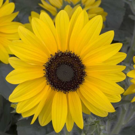 ‘Sunfinity’ Sunflower (Syngenta Flowers)