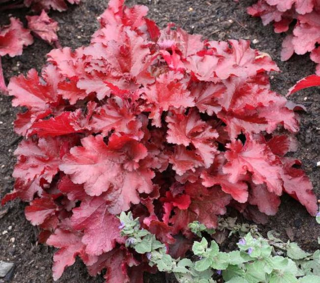 Heuchera 'Forever Red' (Terra Nova Nurseries)