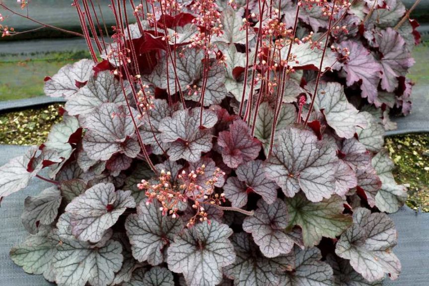 Heuchera 'Northern Exposure Silver' (Terra Nova Nurseries)