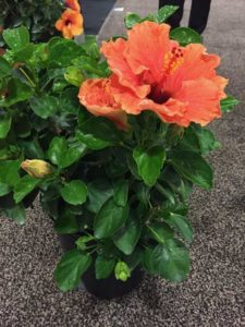 Hollywood Hibiscus Series (J. Berry Nursery)