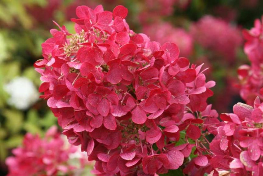 Hydrangea paniculata ‘First Editions Diamond Rouge’ (Bailey Nurseries)