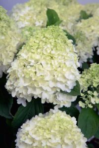Hydrangea paniculata hyb. ‘White Wedding’ (Southern Living Plant Collection)