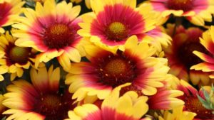 New Perennials and Tender Perennials for 2018 from California Spring Trials