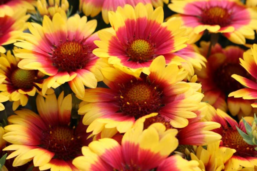 Spin Top Gaillardia Series (Dümmen Orange)