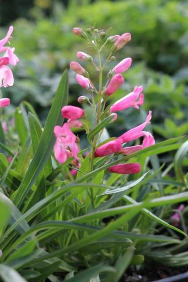 Pristine Penstemon Series (Dümmen Orange)