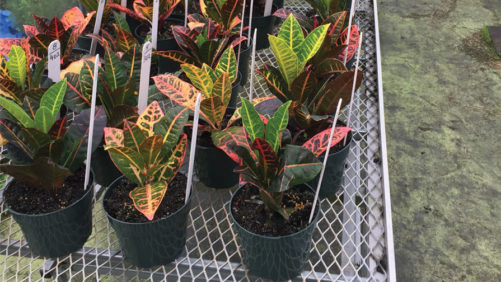 Bayer Altus Update: Neonic Insect Control Alternative Now Available