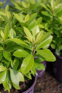 Illicium parviflorum (Small Anise Tree) ‘First Editions BananAppeal’ (Bailey Nurseries)