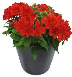 Alstroemeria 'Inca Fire' (Flamingo Holland)