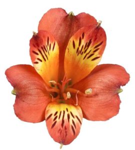 Alstroemeria 'Inca Joli' (Flamingo Holland)