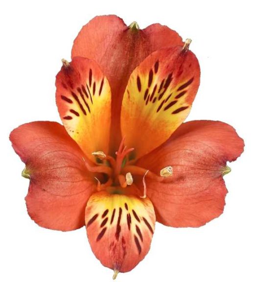 Alstroemeria 'Inca Joli' (Flamingo Holland)