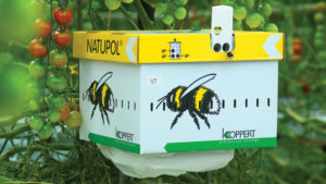 Using Bees in the Greenhouse for Natural Pollination