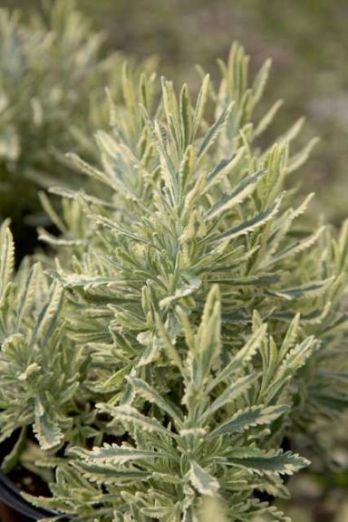 Lavandula allardii 'Meerlo' (Sunset Western Garden Collection)