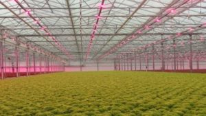Lemnis Oreon, EnviroTech Cultivation Solutions to Partner on LED Distribution