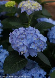 Hydrangea macrophylla ‘Let's Dance Blue Jangles’ (Spring Meadow Shrubs)