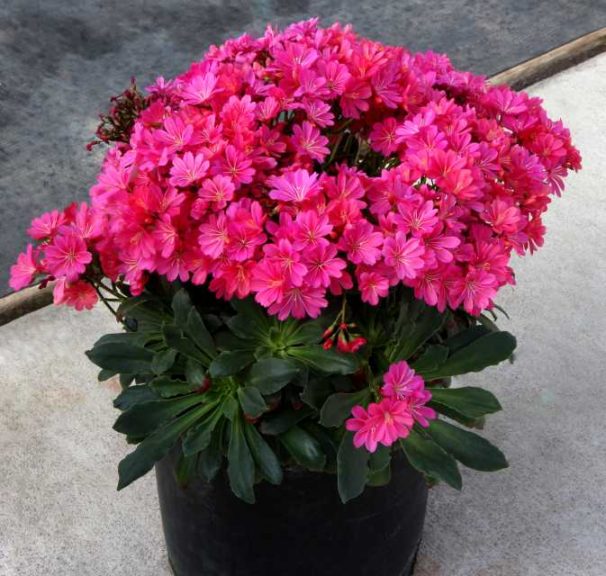 Lewesia ‘Constant Fuchsia’ (Terra Nova Nurseries)