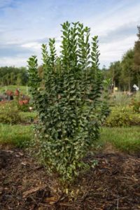 Ligustrum vulgare (Privet) ‘First Editions Straight Talk’ (Bailey Nurseries)