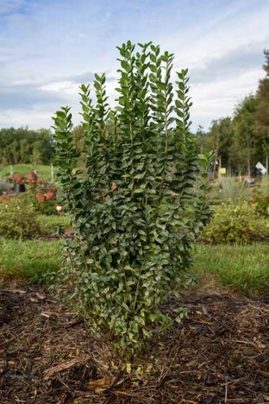 Ligustrum vulgare (Privet) ‘First Editions Straight Talk’ (Bailey Nurseries)