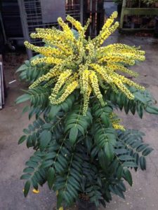 Mahonia × media ‘Marvel’ (Southern Living Plant Collection)