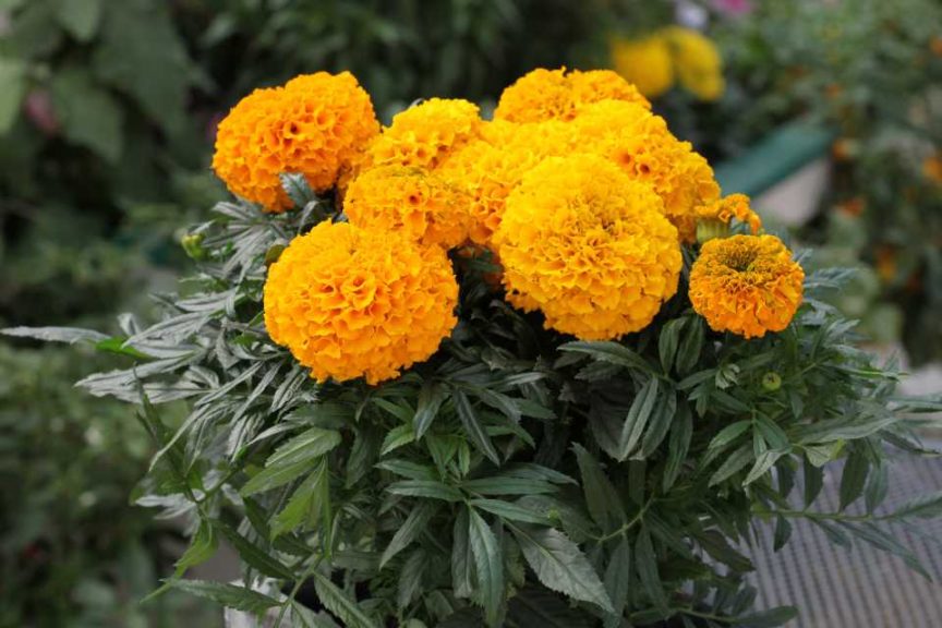 Tagetes ‘Cheerleader Orange’ (Floranova)