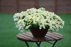 Calibrachoa ‘Million Bells Butter Pop’ (Suntory Flowers)