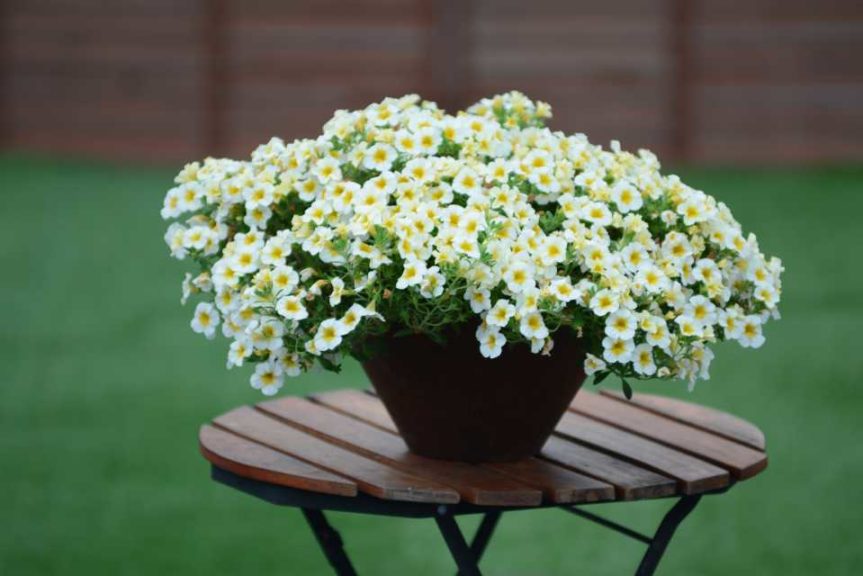 Calibrachoa ‘Million Bells Butter Pop’ (Suntory Flowers)