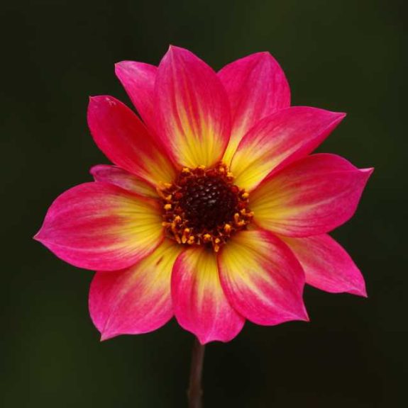 Dahlia ‘Mystic Sparkler’ (PlantHaven)