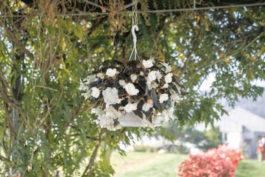Begonia tuberhybrida 'Nonstop Joy Mocca White' (Ernst Benary of America)