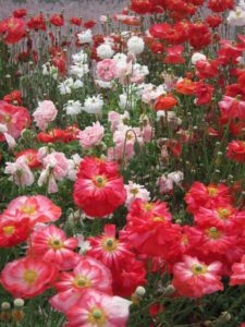 Papaver rhoeas ‘Supreme’ (Thompson & Morgan)