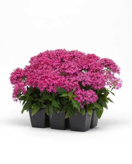 Pentas Lucky Star Series (PanAmerican Seed)