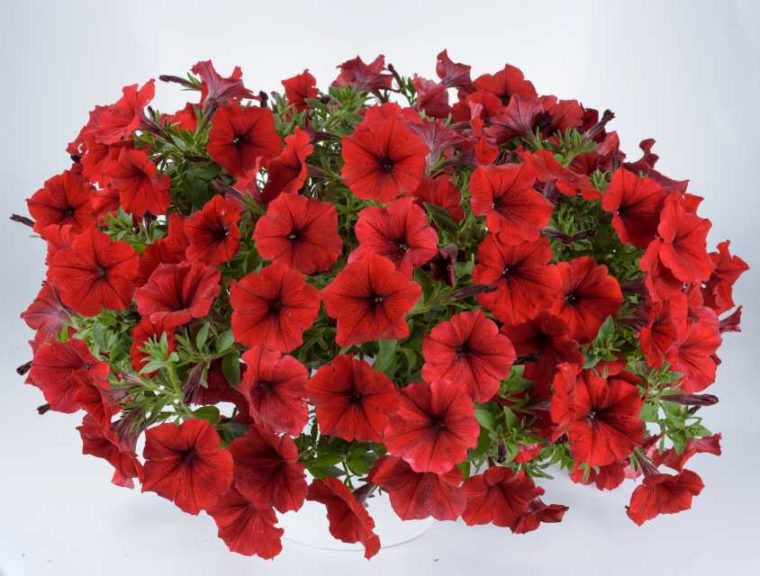 Petunia ‘Cascadias Red Lips’ (Danziger “Dan” Flower Farm)
