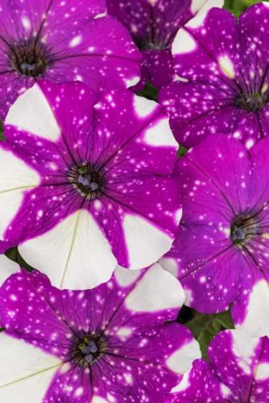 Constellation Petunia Series (Westhoff)