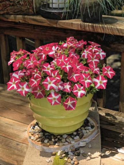Petunia ‘Success! Pink Star’ (Ernst Benary of America)