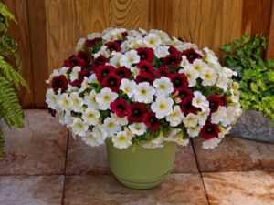 Petunia SuperCal Buttercream Red Crimson Mix (Sakata Seed)