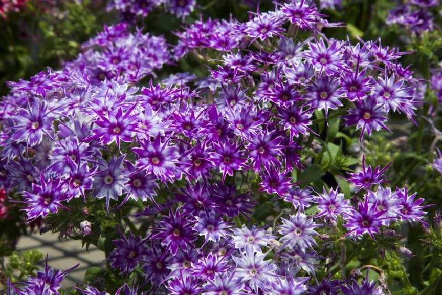Phlox 'Popstars Blue' (Floranova)