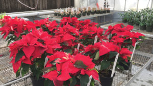 Poinsettia Growers Should Monitor for This Virus