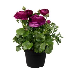 Ranunculus Sprinkles Series (Schoneveld Breeding)