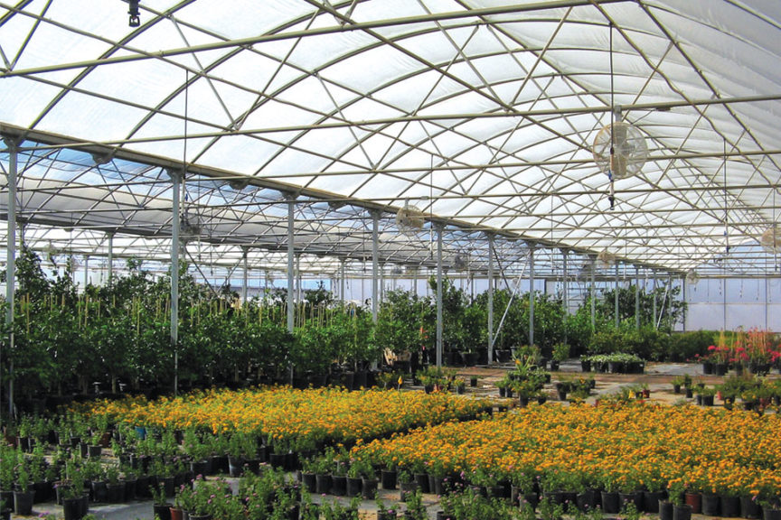 Rainbow Super (Stuppy)