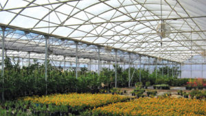 Rainbow Super (Stuppy)