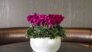 Floral Breeding Protections Included in Farm Bill