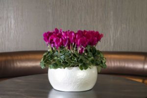 Cyclamen Super Series Allure (Schoneveld Breeding)