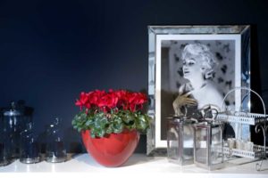 Cyclamen Super Series XL (Schoneveld Breeding)