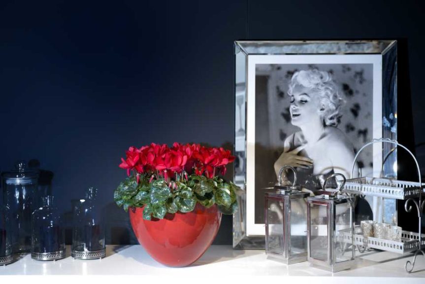 Cyclamen Super Series XL (Schoneveld Breeding)