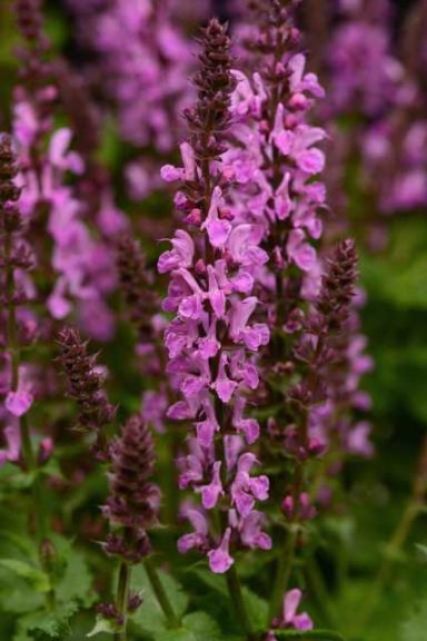 Salvia ‘Rose Marvel’ (Darwin Perennials)