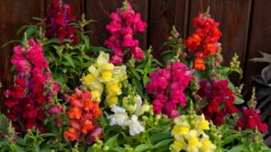 Five Characteristics Breeders Want in Top-Performing Spring Annuals